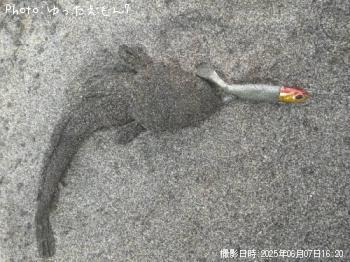 マゴチ-2025-6-7 16:20