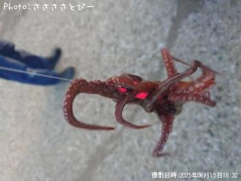 タコ