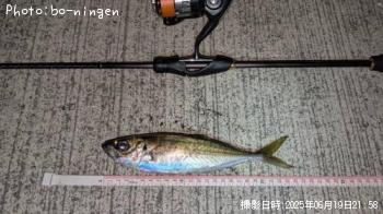 アジ-2025-6-19 21:58