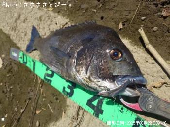クロダイ-2025-6-22 9:59