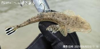 マゴチ