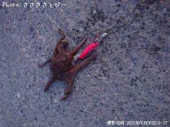 タコ-2025-6-30 19:17