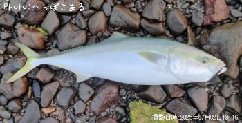 ブリ