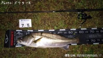 シーバス