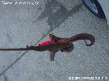 タコ-2025-7-5 17:57