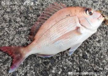 真鯛-2025-7-6 17:7