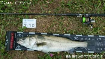 シーバス