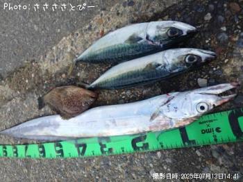 太刀魚＆サバ＆オオモンハタ-2025-7-13 8:30