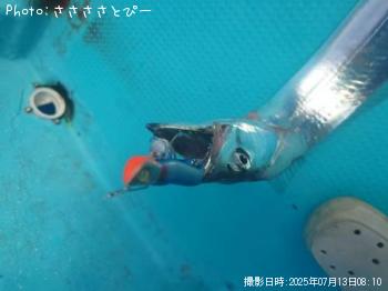 太刀魚＆サバ＆オオモンハタ-2025-7-13 8:30