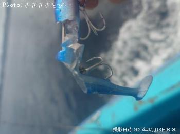 太刀魚＆サバ＆オオモンハタ-2025-7-13 8:30