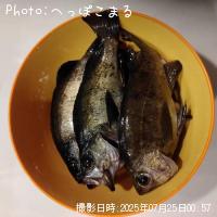 メバル-2025-7-25 0:57