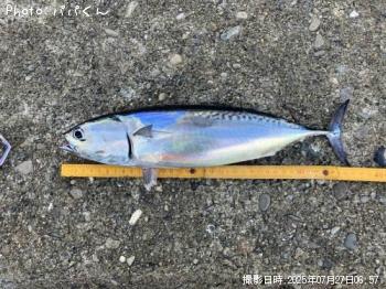 ソウダガツオ