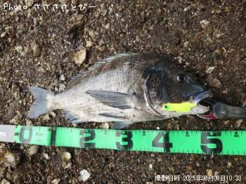 クロダイ-2025-8-9 10:33