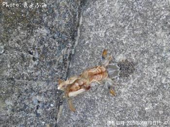 キス、シャコ-2025-8-13 15:47