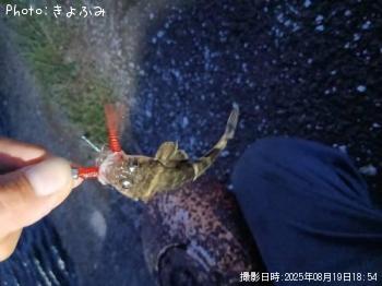 ワニゴチ-2025-8-19 18:54