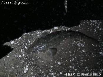 マゴチ-2025-8-21 19:4