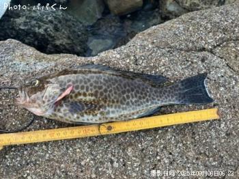 オオモンハタ