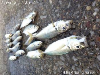 アジ&サバ-2025-9-28 6:32