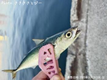 アジ&サバ-2025-9-28 6:32