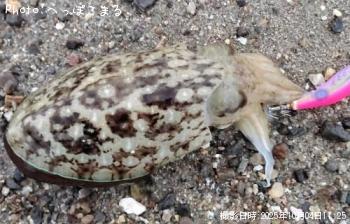 コウイカ