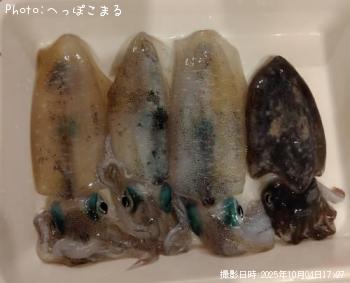 アオリイカ
