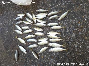 アジ