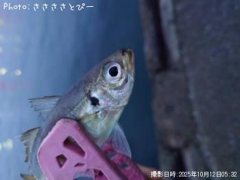 アジ