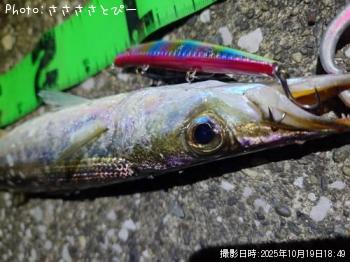 カマス大-2025-10-19 18:49