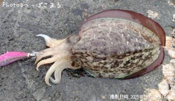 コウイカ