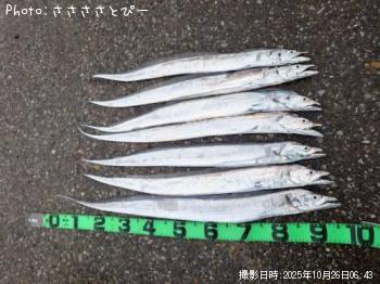 太刀魚＆アジ-2025-10-26 5:42