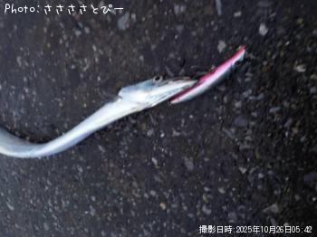 太刀魚＆アジ