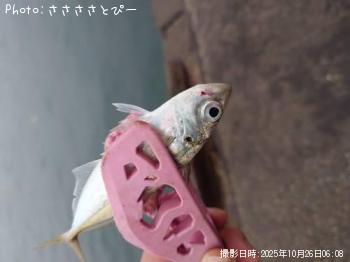 太刀魚＆アジ