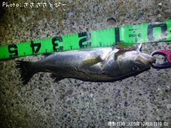 シーバス-2025-10-28 18:53