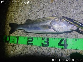シーバス-2025-10-28 18:53