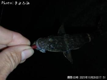 ワニゴチ-2025-10-29 17:51