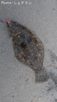 ヒラメ-2025-10-30 16:5