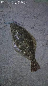 ヒラメ-2025-10-30 17:10