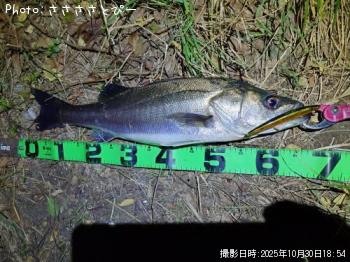 シーバス-2025-10-30 19:15