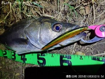 シーバス-2025-10-30 19:15