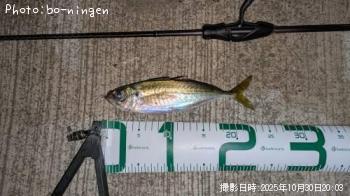 アジ-2025-10-30 20:3