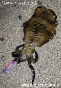 アオリイカ-2025-10-29 18:3