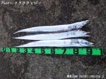 太刀魚-2025-11-2 6:22
