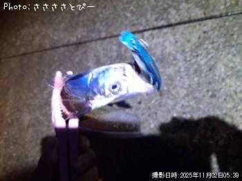 太刀魚-2025-11-2 6:22