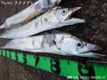 太刀魚-2025-11-2 6:22