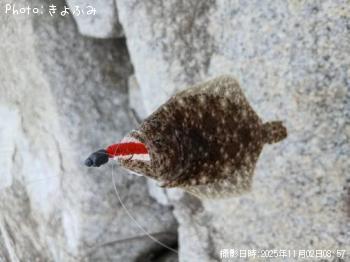 ヒラメ-2025-11-2 8:57