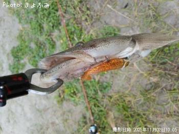 マゴチ-2025-11-2 10:5