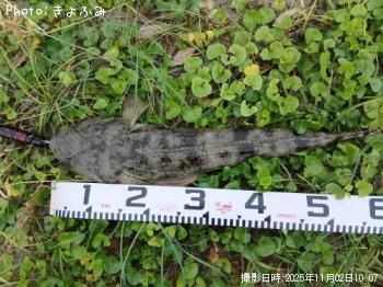 マゴチ-2025-11-2 10:5