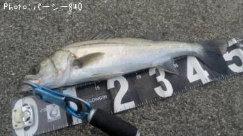 シーバス-2025-11-3 10:0