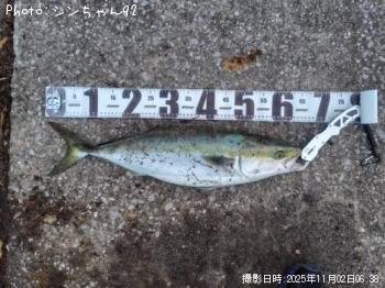 ハマチ-2025-11-2 6:38