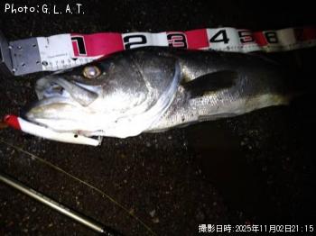 シーバス-2025-11-2 21:15